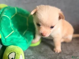 Pomchi dogs McIntosh - Ad 19