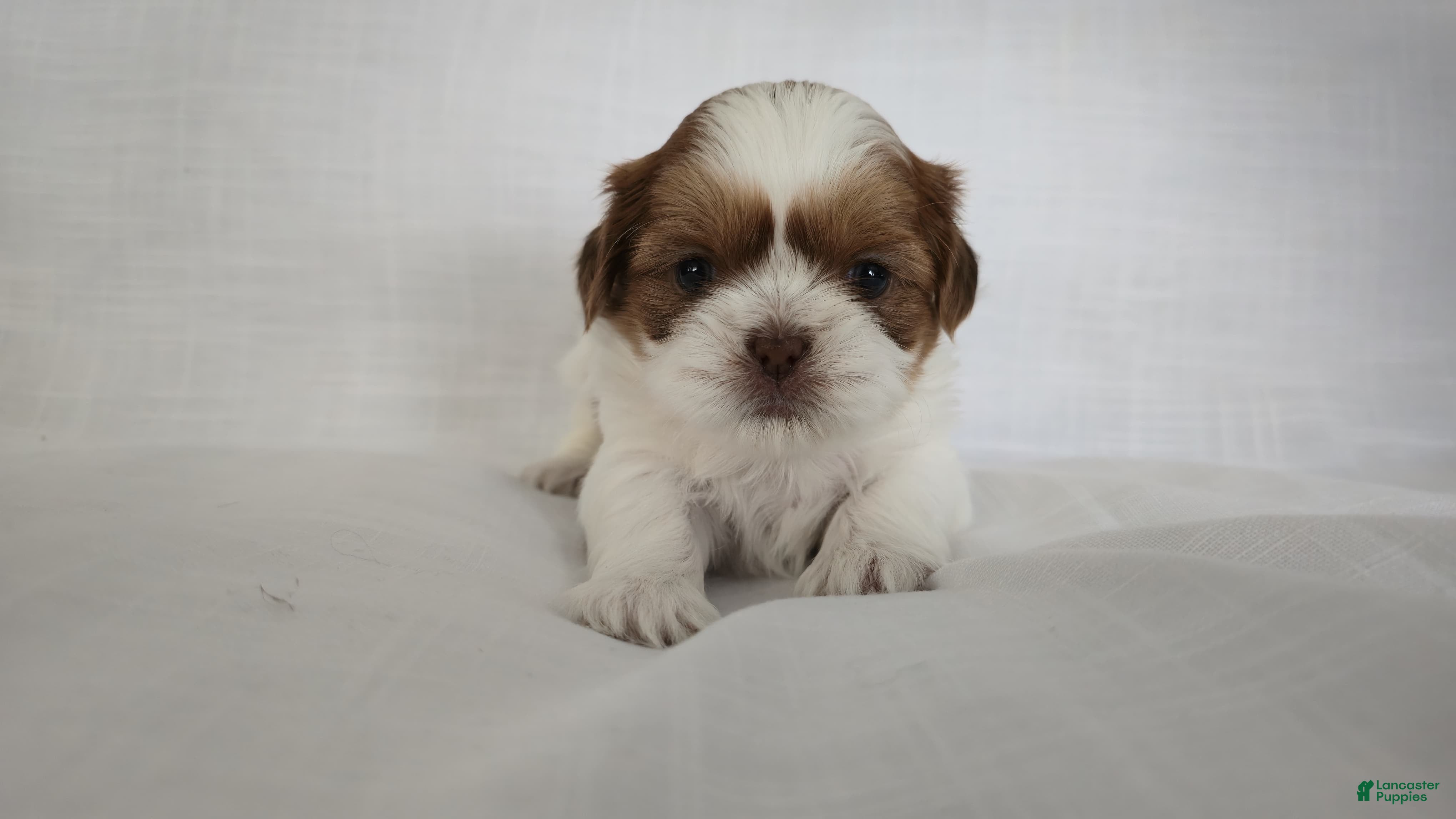 Shih Tzu dogs Honey - Ad 1