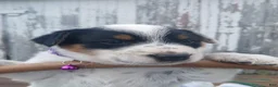 Australian Cattle Dog dogs for sale: Australian Cattle Dog Puppy 6 Somer - Ad 2