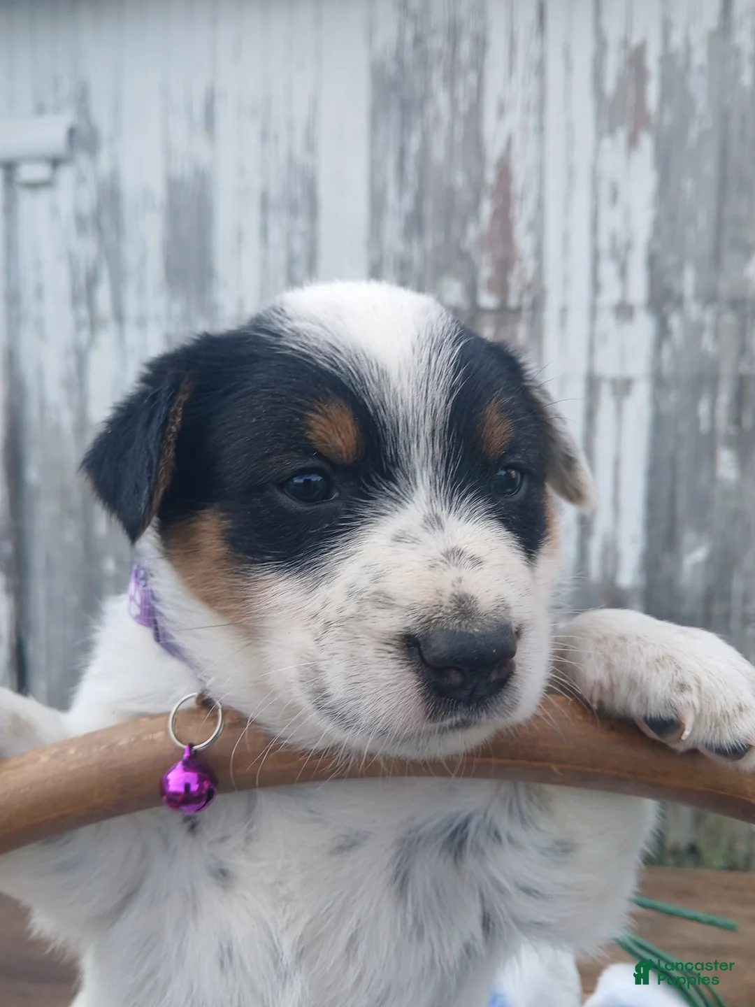 Australian Cattle Dog dogs for sale: Australian Cattle Dog Puppy 6 Somer - Ad 2