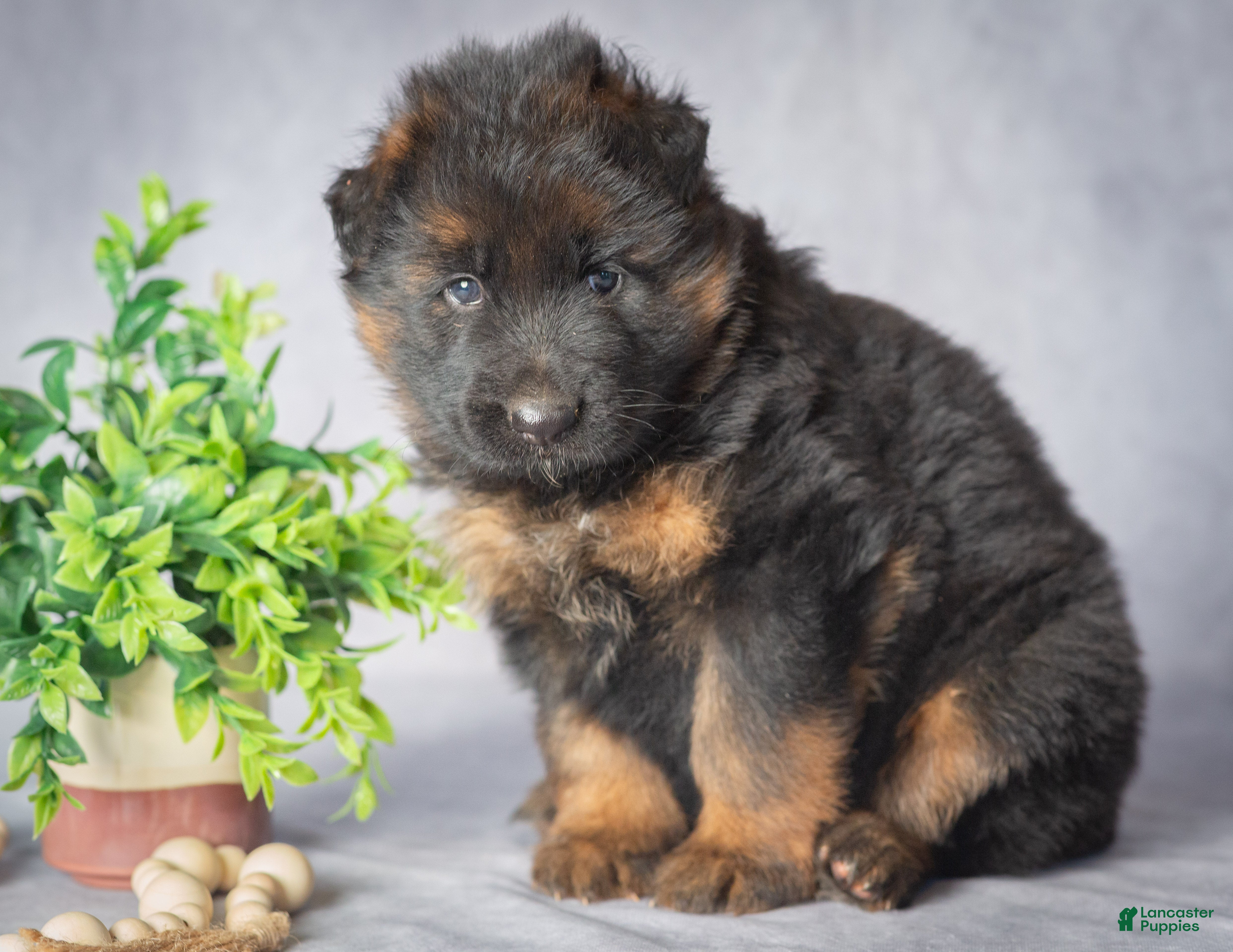 German Shepherd dogs Daisy - Ad 2