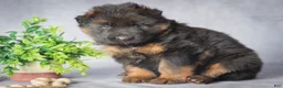 German Shepherd dogs for sale: Daisy - Ad 3