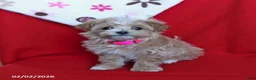 Maltipoo dogs for sale: Taffy - Ad 2
