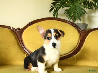 Welsh Corgi Pembroke dogs - Ad 9