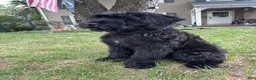 Giant Schnauzer dogs for sale: Grizzly - Ad 6