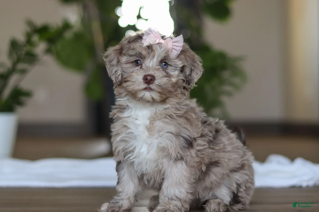 Havapoo dogs for sale: Skye - Ad 2