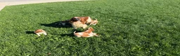 Welsh Springer Spaniel dogs for sale: Luna - Ad 19