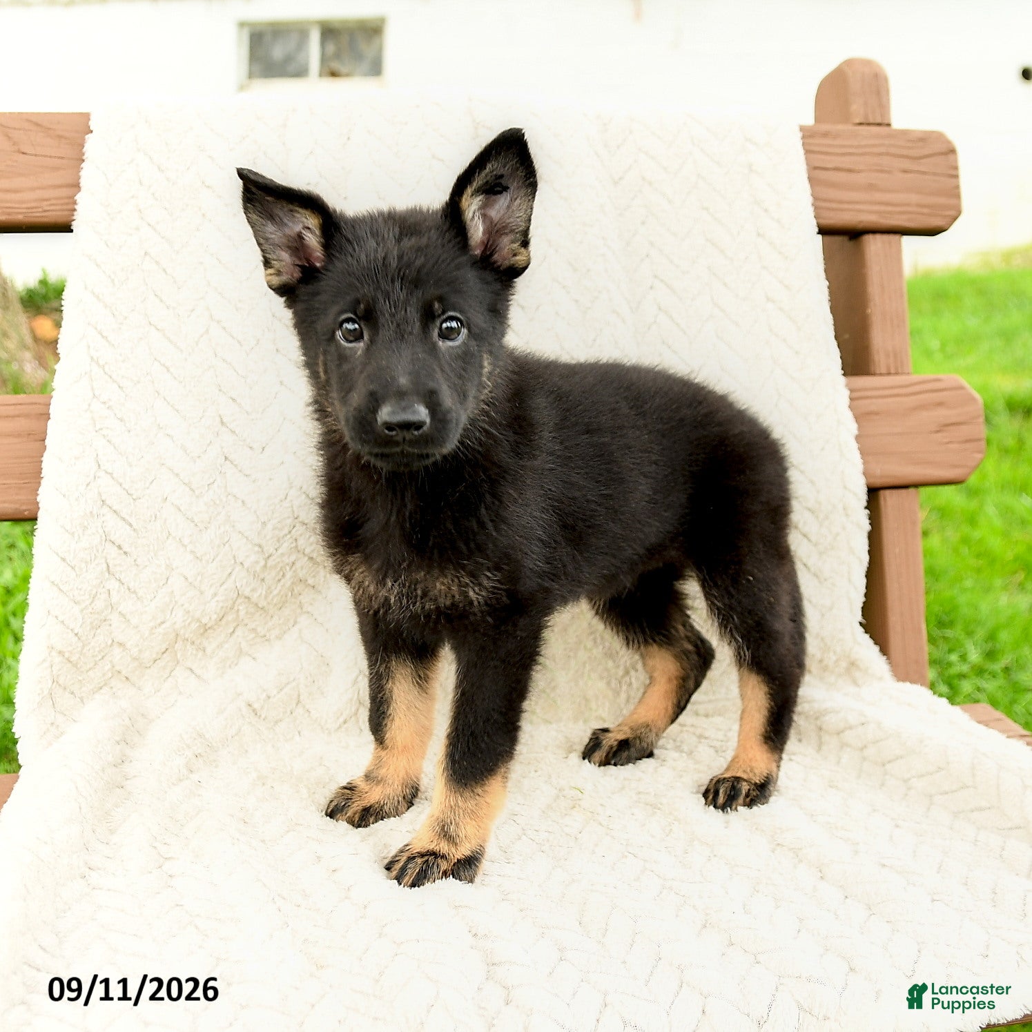 German Shepherd dogs Bridgette - Ad 1
