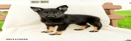 German Shepherd dogs for sale: Bridgette - Ad 1
