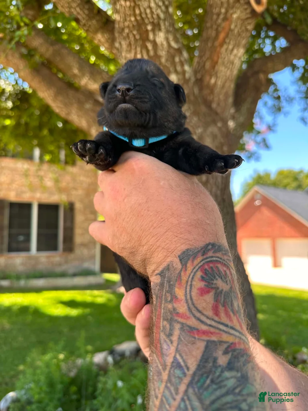 German Shepherd dogs for sale: German Shepherd 3 - Ad 1