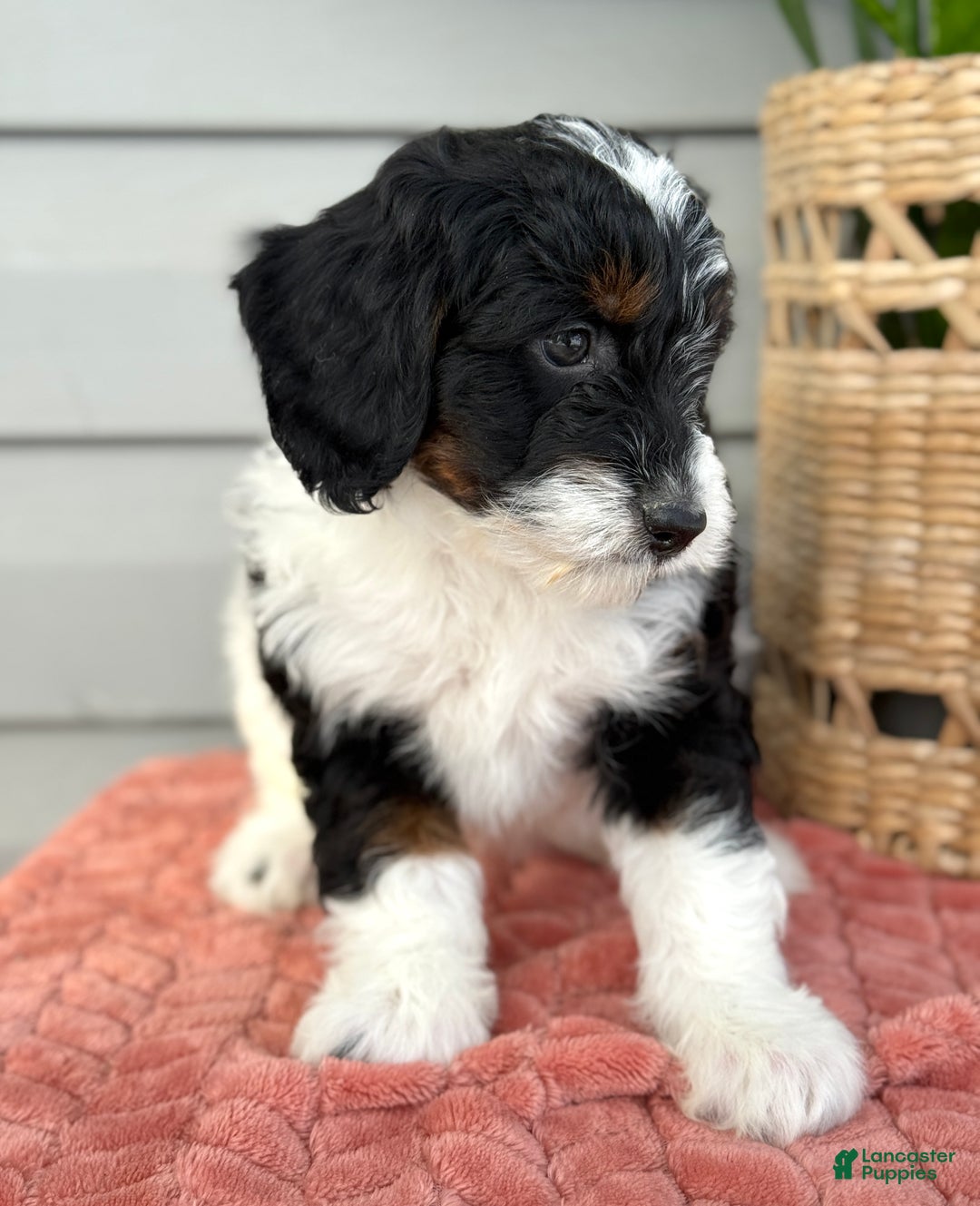 Mini Bernedoodle dogs for sale: Foxy - Ad 9