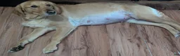 Golden Retriever dogs for sale: Golden Retriever 1 - Ad 13