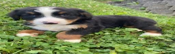 Bernese Mountain Dog dogs for sale: Finn - Ad 4