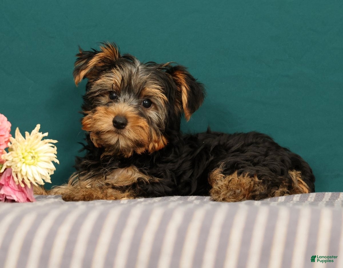 Yorkshire Terrier dogs Rose - Ad 2