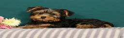 Yorkshire Terrier dogs for sale: Rose - Ad 2