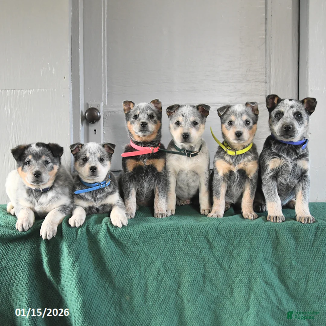 Australian Cattle Dog dogs for sale: Monty - Ad 2