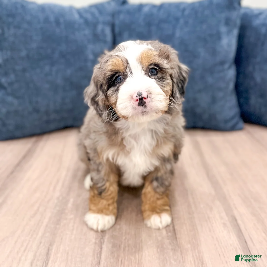 Mini Bernedoodle dogs for sale: Lucy - Ad 2