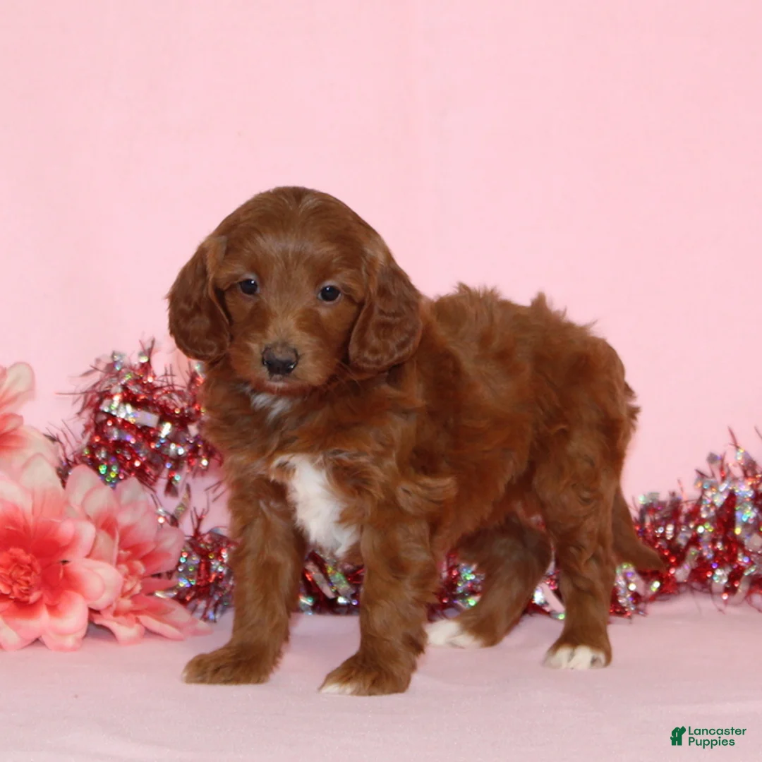 Mini Goldendoodle dogs for sale: Amy - Ad 2