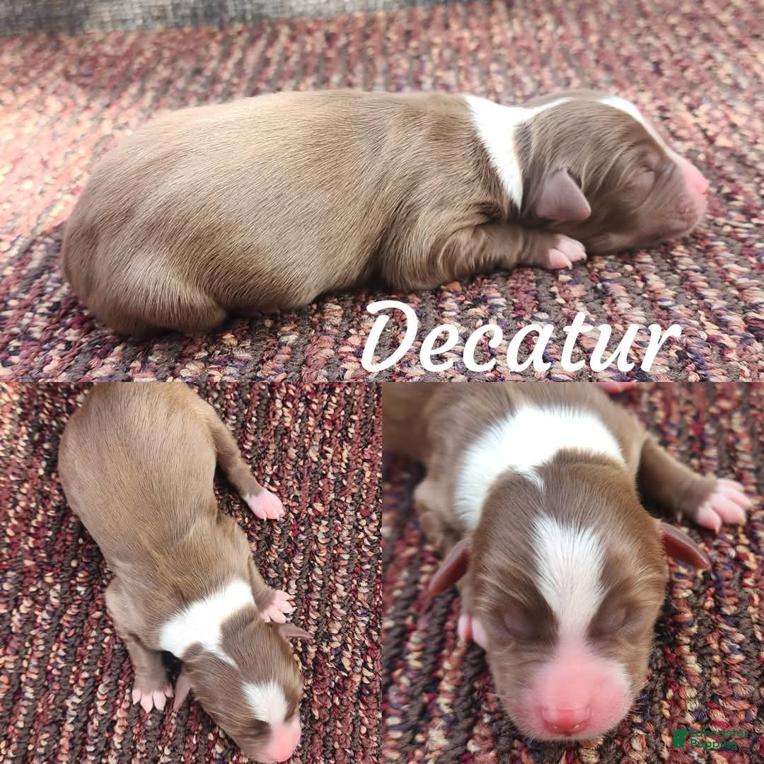 Miniature Australian Shepherd dogs Decatur  - Ad 34