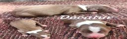 Miniature Australian Shepherd dogs for sale: Decatur  - Ad 1