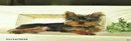Yorkshire Terrier dogs for sale: Prince   - Ad 2