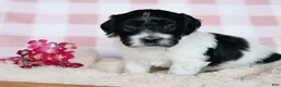 Coton De Tulear dogs for sale: Besty - Ad 4