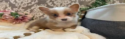 Welsh Corgi Pembroke dogs for sale: Smoky - Ad 3