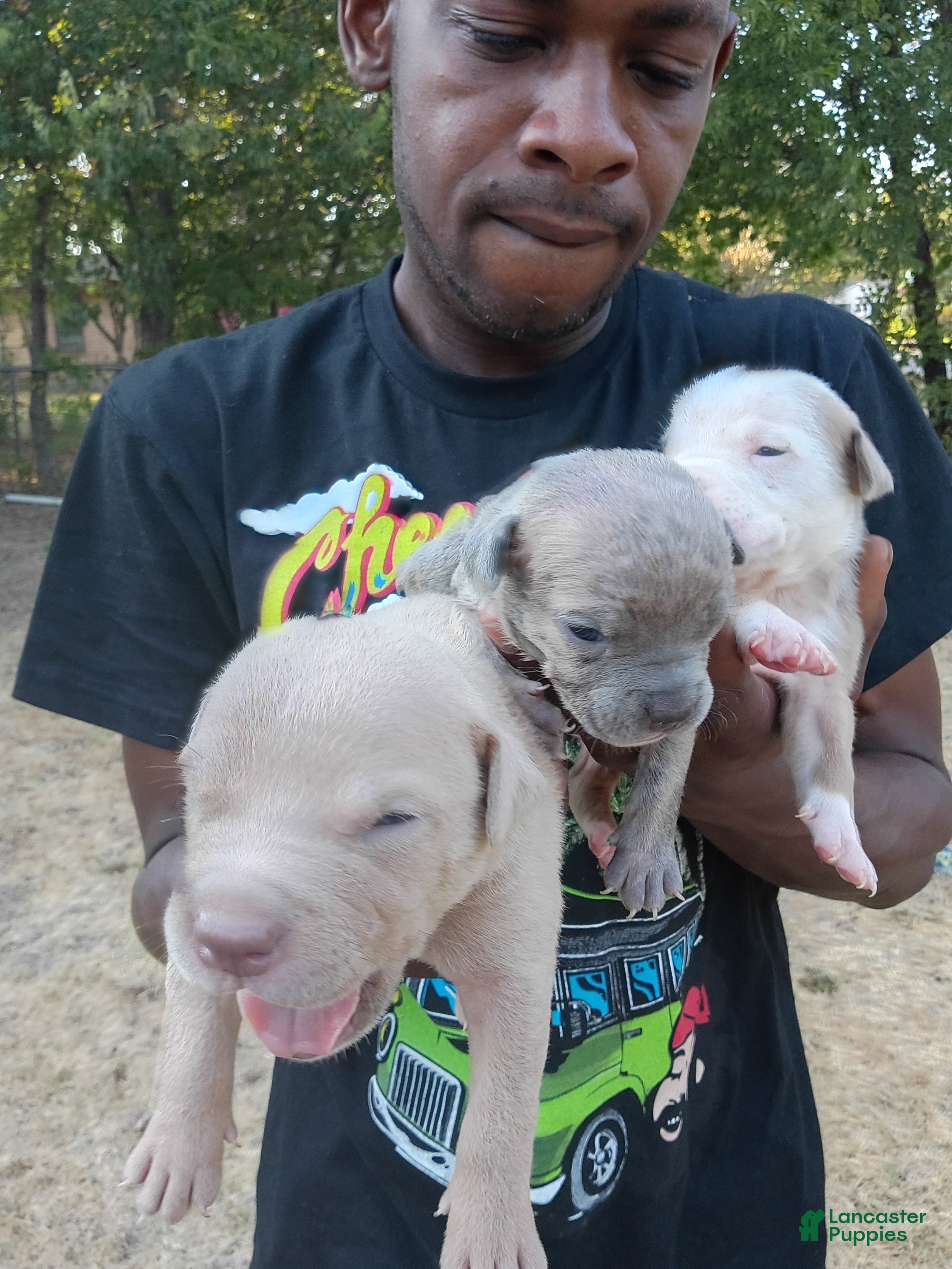 Mixed Breed dogs Mixed Breed 7 - Ad 40