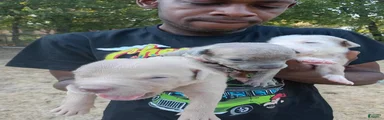 Mixed Breed 7