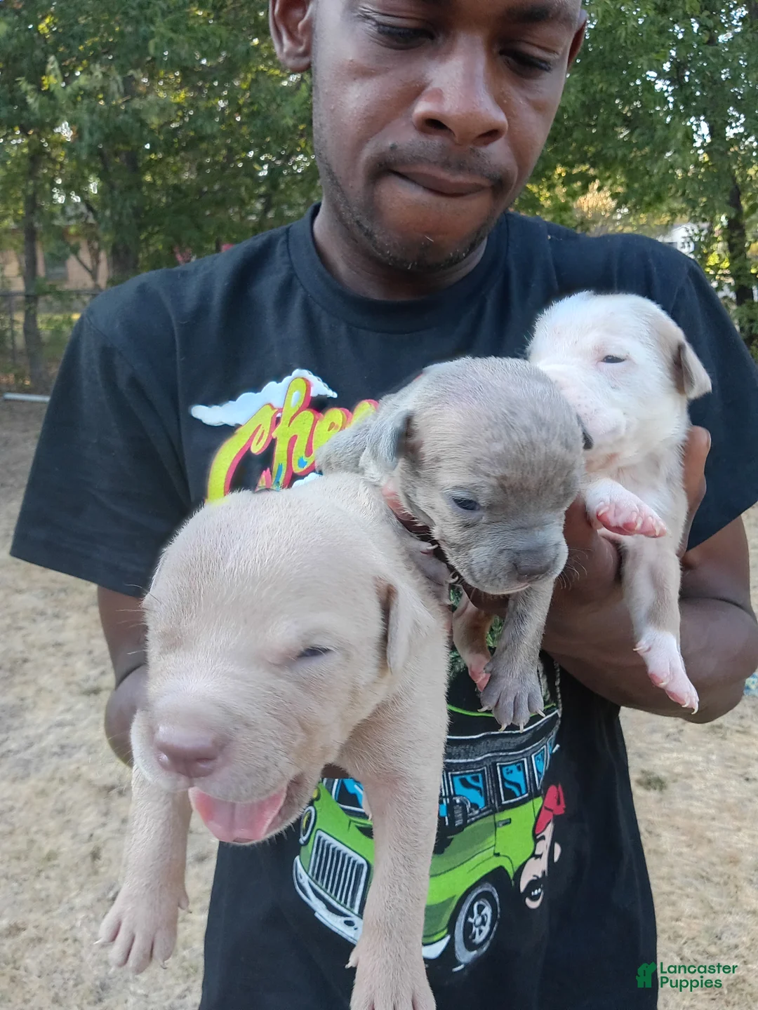 Mixed Breed dogs for sale: Mixed Breed 7 - Ad 1