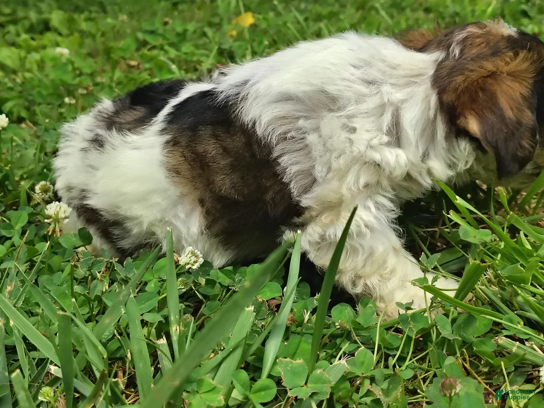 Yorkshire Terrier dogs for sale: Rosie - Ad 2
