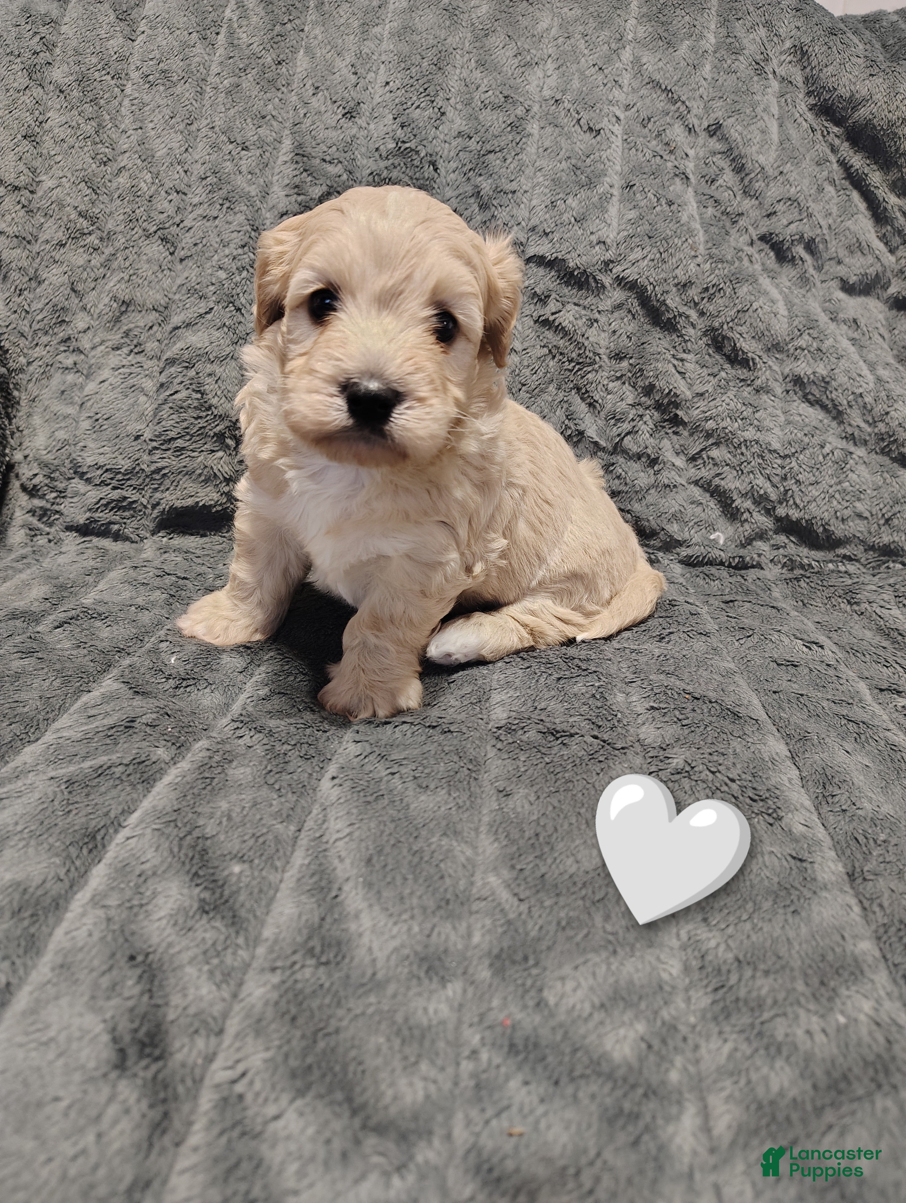 Maltipoo dogs Grey collar  - Ad 10