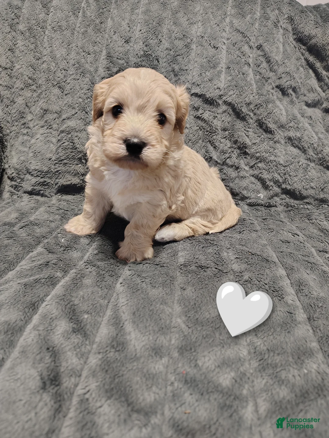 Maltipoo dogs for sale: Grey collar  - Ad 1