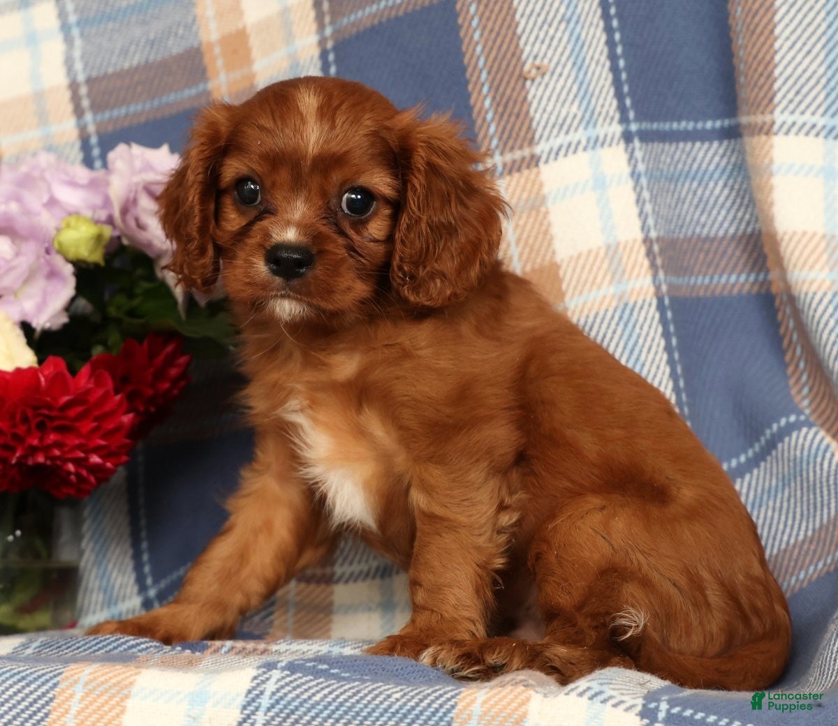 Cavalier King Charles Spaniel dogs Mitch - Ad 1