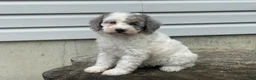 Miniature Poodle dogs for sale: Dimples Miniature Poodle  - Ad 8