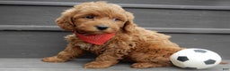 Mini Goldendoodle dogs for sale: Evan - Ad 5