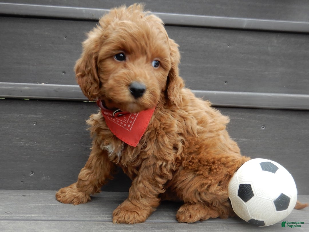 Mini Goldendoodle dogs for sale: Evan - Ad 5