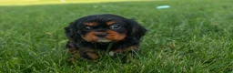 Cavalier King Charles Spaniel dogs for sale: Kona 💛🐾 - Ad 15