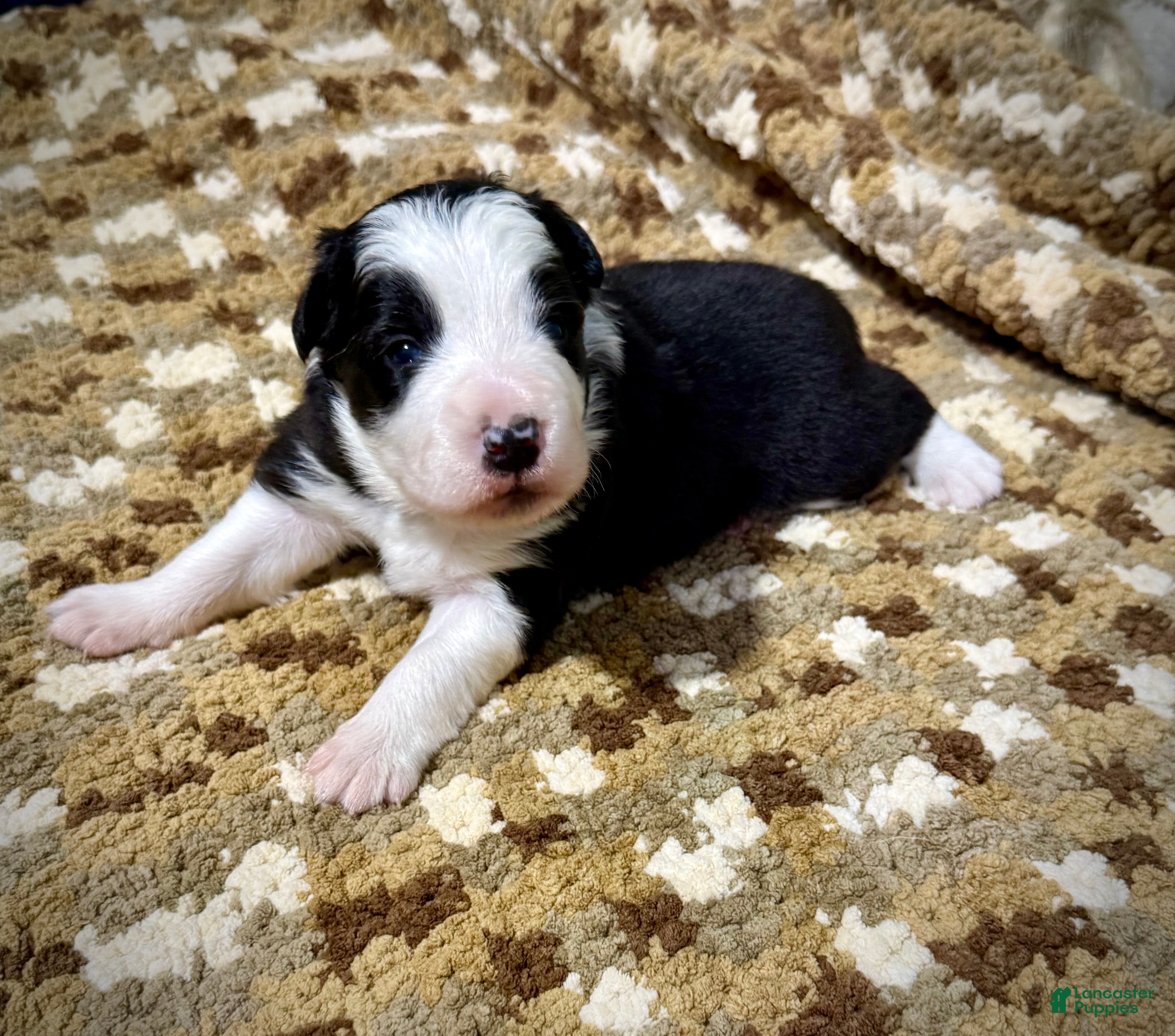 Border Collie dogs Border Collie “Bell” - Ad 19