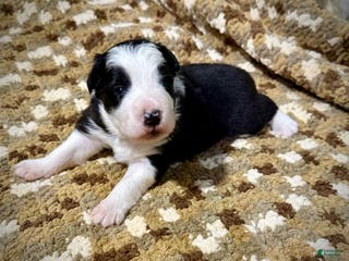 Border Collie dogs Border Collie “Bell” - Ad 9