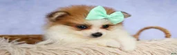 Pomeranian dogs for sale: Frankie 🐶 - Ad 7