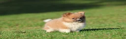 Pomeranian dogs for sale: Tiny Tim - Ad 2
