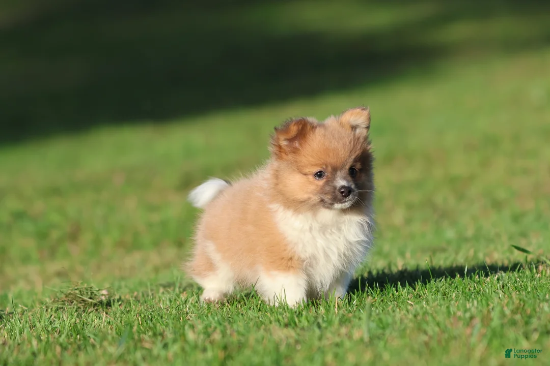 Pomeranian dogs for sale: Tiny Tim - Ad 2