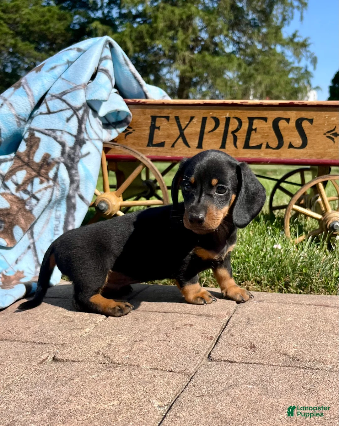 Dachshund dogs for sale: Toby❤️AKC Registered🐾Text for a playdate - Ad 1