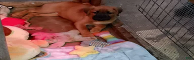 Mixed Breed 2