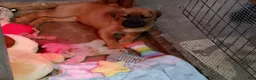 Mixed Breed dogs for sale: Mixed Breed 2 - Ad 1