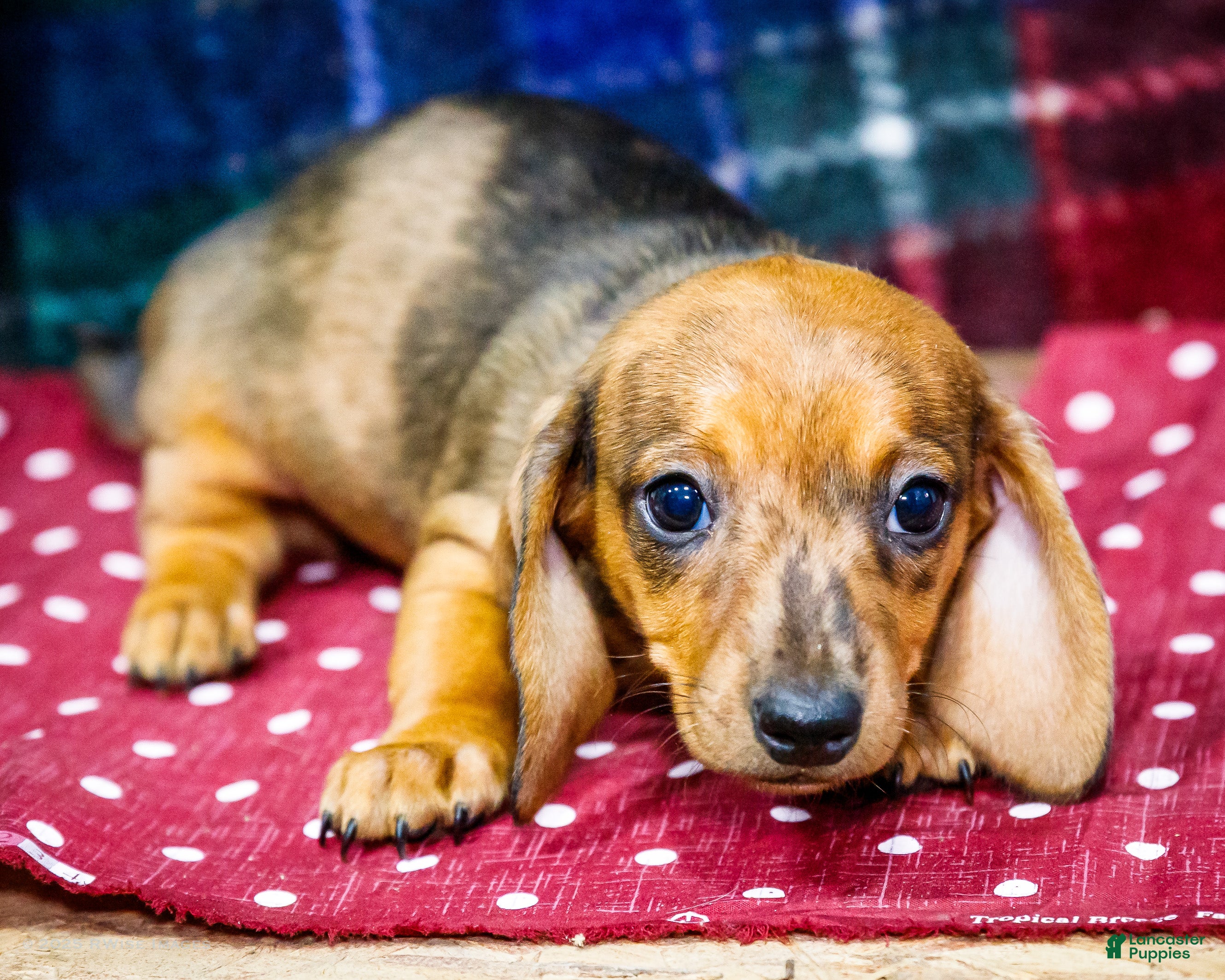 Miniature Dachshund dogs Allie - Ad 38