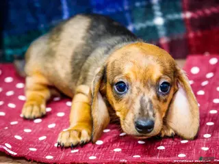 Miniature Dachshund dogs Allie - Ad 38