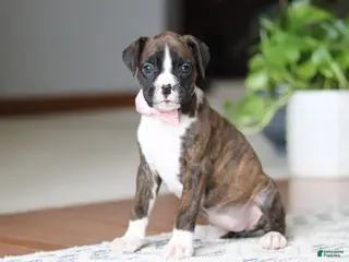 Boxer dogs for sale: Jan - Ad 3