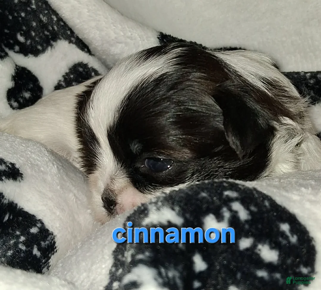 Shih Tzu dogs for sale: Cinnamon  - Ad 1